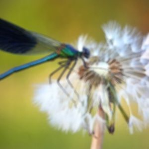 Meet your Posher, Azzeddine